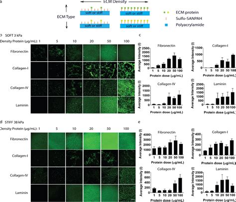 Figure 1 From Extracellular Matrix Type Modulates Mechanotransduction