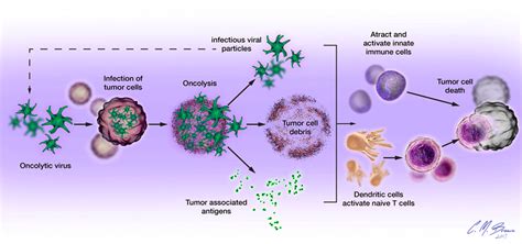 Frontiers Immune System Friend Or Foe Of Oncolytic Virotherapy