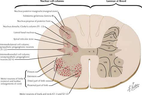 Dorsal Horn Of The Spinal Cord Gray Matter Infoupdate Org