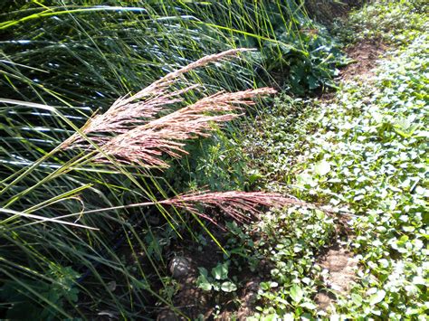 Vetiver Grass In Flower Southern India Genotypes Do Not Produce Viable Seeds Not An Invasive