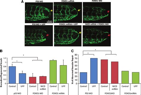 Ufp Impairs Vascular Regeneration Via Foxo A Transgenic