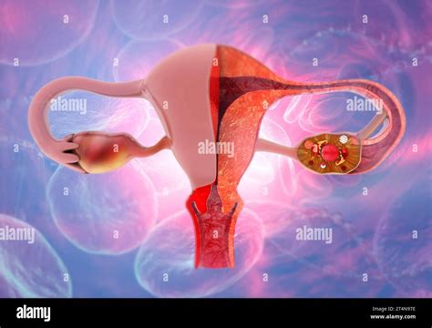 Anatomia Umana Sistema Riproduttivo Femminile Anatomia Dell Utero