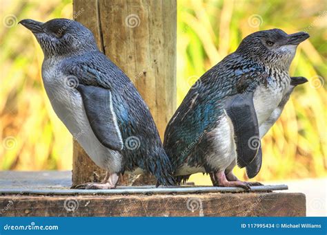 A Group Of Little Blue Or Fairy Penguins Stock Photo Image Of Small