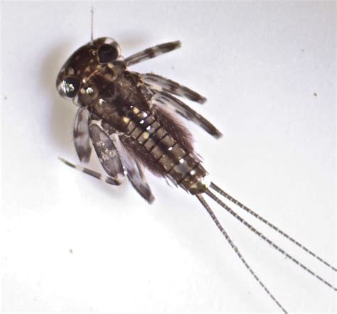 mayfly larvae family heptageniidae | Aquatic insects, Insects, Mayfly