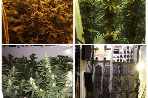 One Man Arrested After Police Raid Very Dangerous Doncaster Cannabis