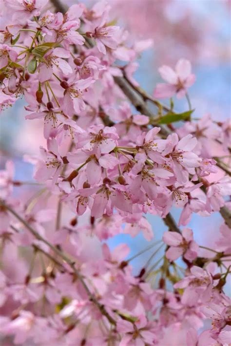 7 Weeping Cherry Trees That Will Make Your Neighbors Jealous