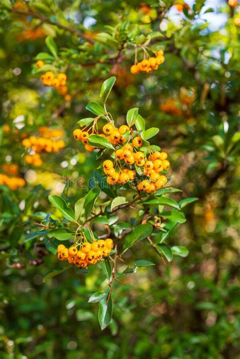 Pyracantha Coccinea Soleil Dor Decorative Thorny Shrub With Many