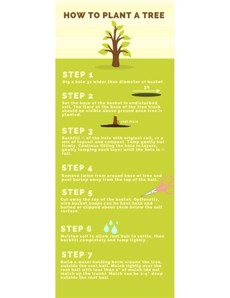 How To Plant A Tree Purple Springs Nursery