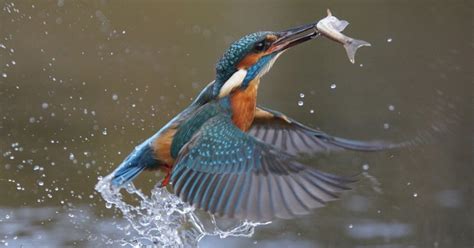 Naturdetektive für Kinder naturdetektive de Leben im Fluss