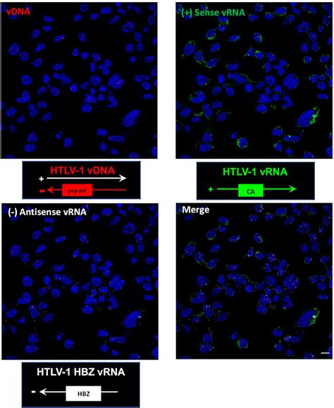 Figure 3 From Single Cell Multiplexed Fluorescence Imaging To Visualize