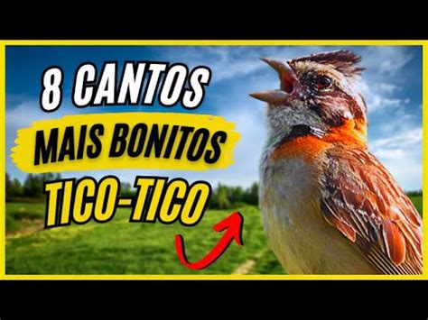 CONHEÇA AGORA OS 8 CANTOS MAIS BONITOS DO TICO TICO YouTube