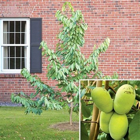 Paw Paw Tree Plants Plant Sale Tropical Plants