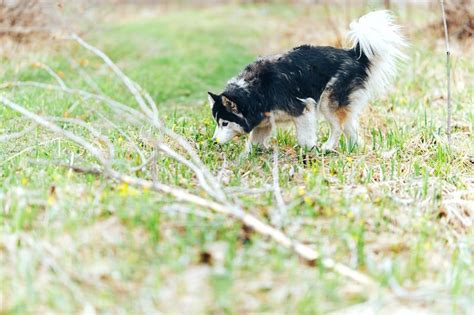 Husky Siberiano De La Raza Del Perro Que Camina En Bosque De La