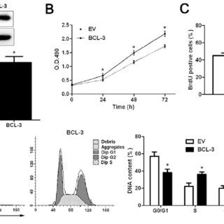 Suppression Of BCL 3 Expression Inhibits The Cell Viability