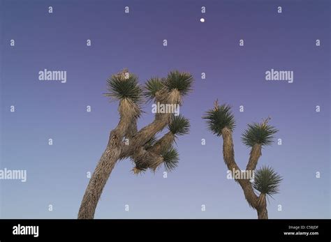 Full Moon Joshua Trees Joshua Tree National Park California Usa