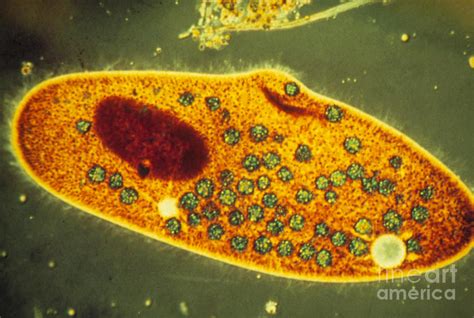 Lm Of A Ciliate Protozoan Paramecium Caudatum By Eric Gravescience Photo Library