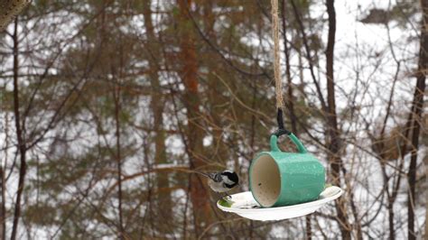 Birds eating seeds from the feeder, winter day 26843161 Stock Video at ...