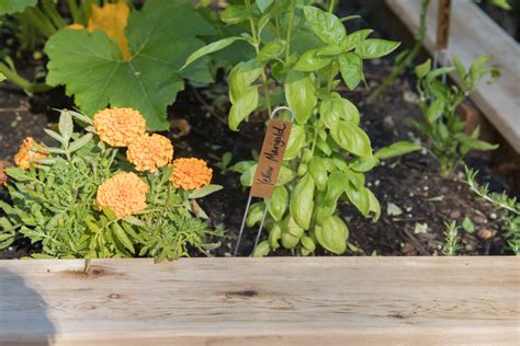 How To Grow Marigolds From Seeds In Your Kitchen Garden • Gardenary