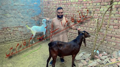 Finally AJ Hm Ny Qurbani Ka Bakra Ly Lie YouTube