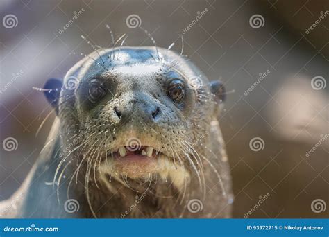 Northern Fur Seal Or Sea Cat Callorhinus Ursinus Pinniped Mammal Close