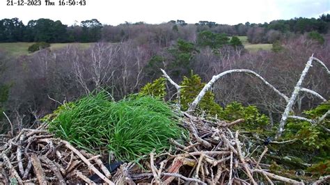 Poole Harbour Osprey Nest Camera Landscape View Youtube