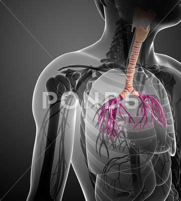 Male throat anatomy Stock Illustration #AD ,#throat#Male#anatomy# ...