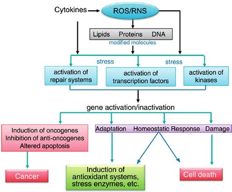 Reactive oxygen species (ROS)/reactive nitrogen species (RNS) and ...