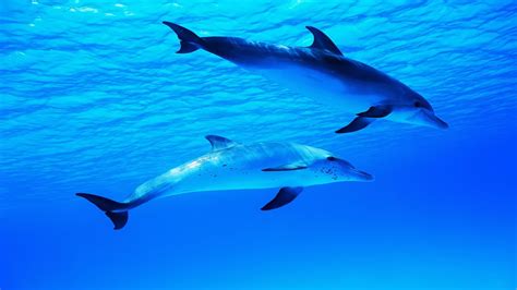 Dolphin Underwater Wallpaper - WallpaperSafari