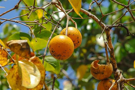 Poisonous Plants In The Amazon Rainforest - Rainforest Cruises