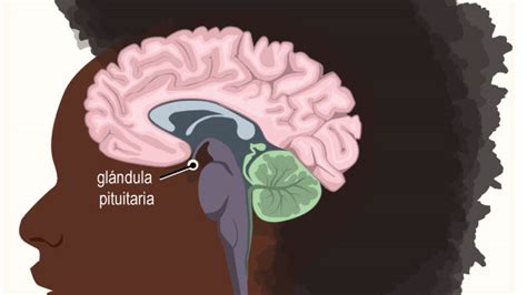 Sistema Nervioso Central Cerebro Enc Falo Y M Dula Espinal Rady