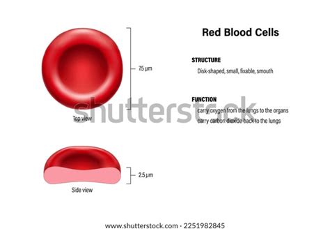 Structure Function Red Blood Cells Vector Stock Vector (Royalty Free ...