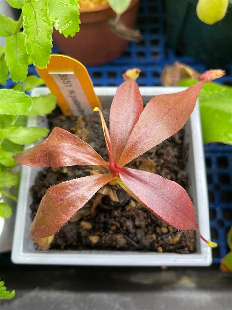 Nepenthes Palawanensis Be Torai S Garden