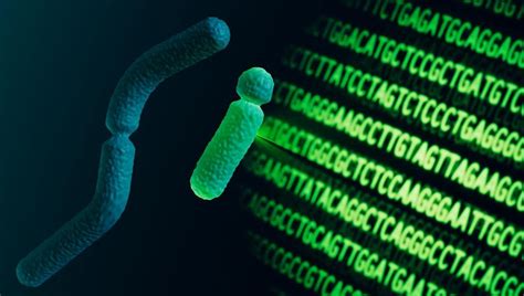 Researchers Assemble First Complete Y Chromosome Sequence