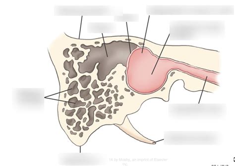 Mastoid Air Cells Diagram Quizlet