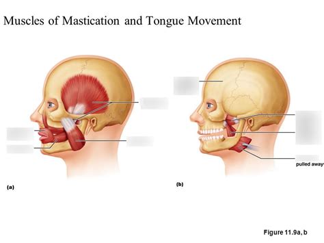 Muscles Promoting Mastication Tongue Movement Part Diagram Quizlet