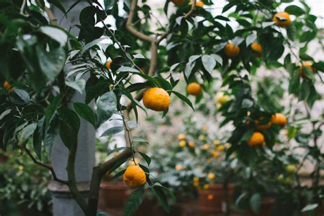 Sfondi Cibo Ramo Frutta Giallo Mandarino Agrume Albero Autunno