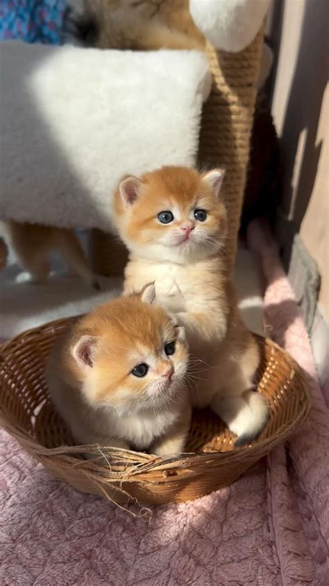 Pin De Just Cuteness😻 Em Cute Kittens Em 2024 Animais De Estimação