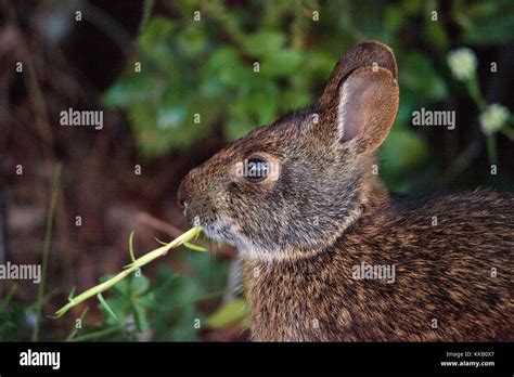 Marsh Rabbit Sylvilagus Palustris Eats Greenery In A Wooded Area Of