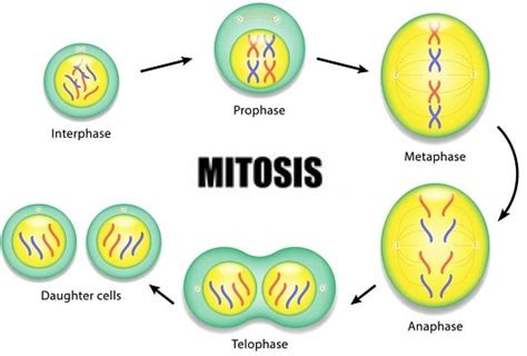 5 Stages Of Mitosis Diagram