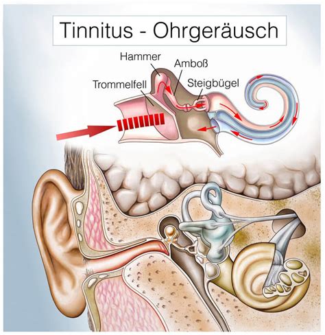 Das Ohr Beim Hören Kommt Es Zur Schallaufnahme Schallverarbeitung
