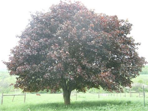 Crimson Maple Tree --Crimson Farms | Landscape, Outdoor, Garden