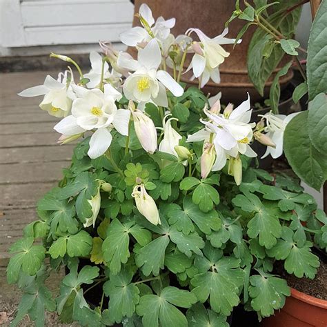 Songbird Dove Aquilegia Plants For Sale Columbine GrowJoy