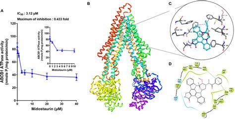 The Effects Of Midostaurin On The Atpase Activity Of Abcb1 And The Download Scientific Diagram