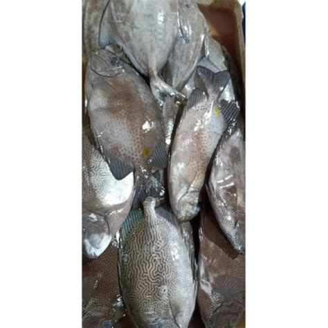 Jual IKAN BARONANG FRESH Shopee Indonesia