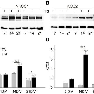 Development Of Nkcc And Kcc Expression In T And T