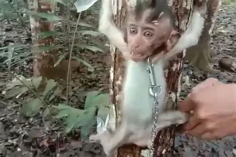 Baby Monkey Hurt People