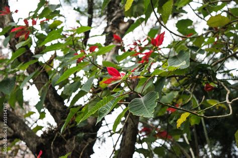 Different types of plant and trees in grassland of Kaziranga National ...