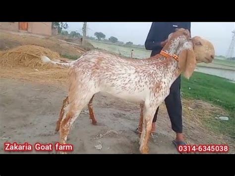 Pure Makhi Cheeni Goats For Sale Zakaria Goat Farm Goat Farming In