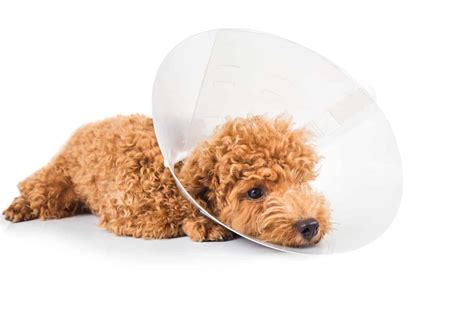 Care for your dog after neutering: Limit movement, use an e-collar