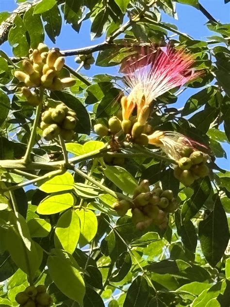 Bacon Wood From Orchard Ave Boreen Point Qld Au On October